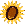 Sunflower_0