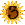 Sunflower_3