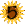 Sunflower_5