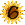 Sunflower_6