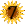 Sunflower_7