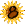 Sunflower_8