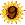 Sunflower_9